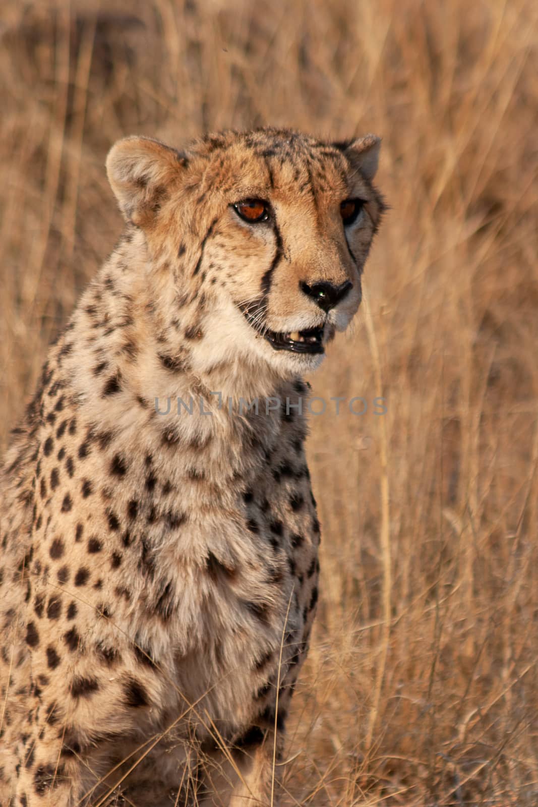 Cheetah on a nature reserve in Namibia