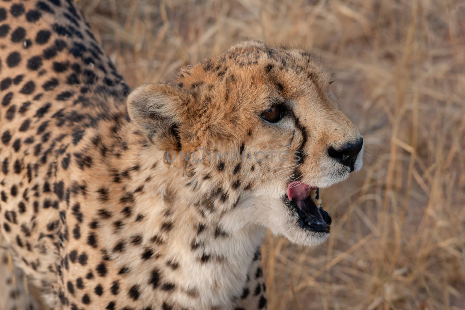 Cheetah on a nature reserve in Namibia