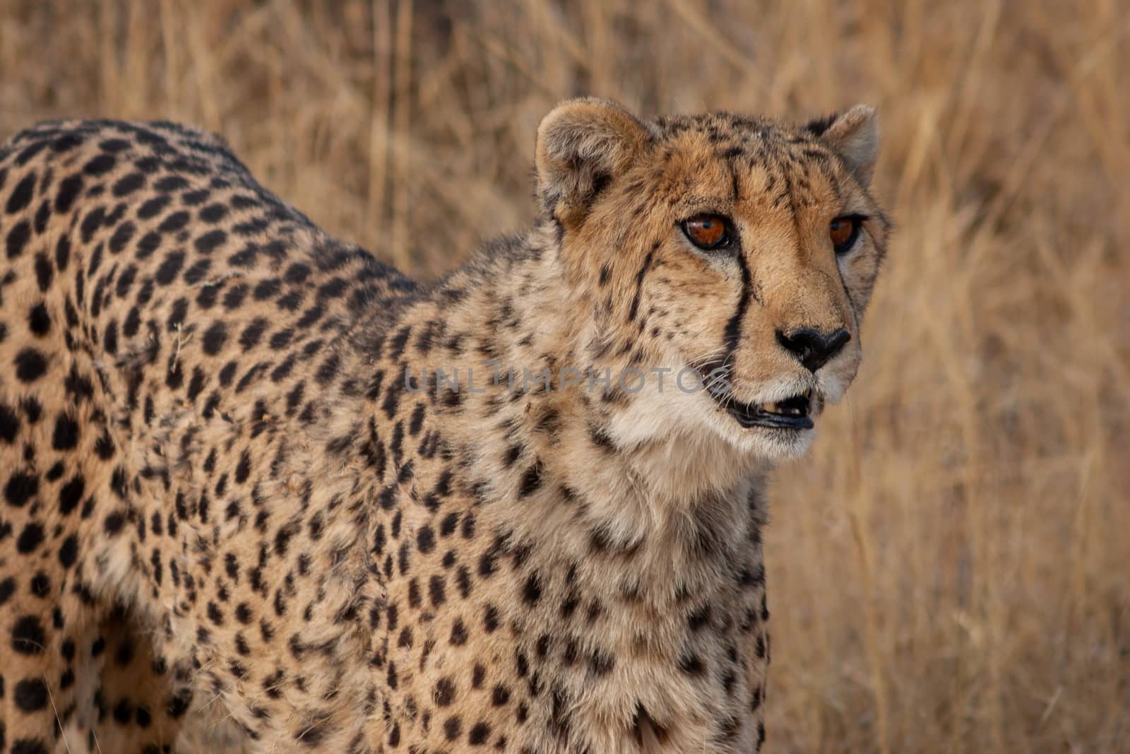 Portrait of a cheetah in Okonjima, Namibia