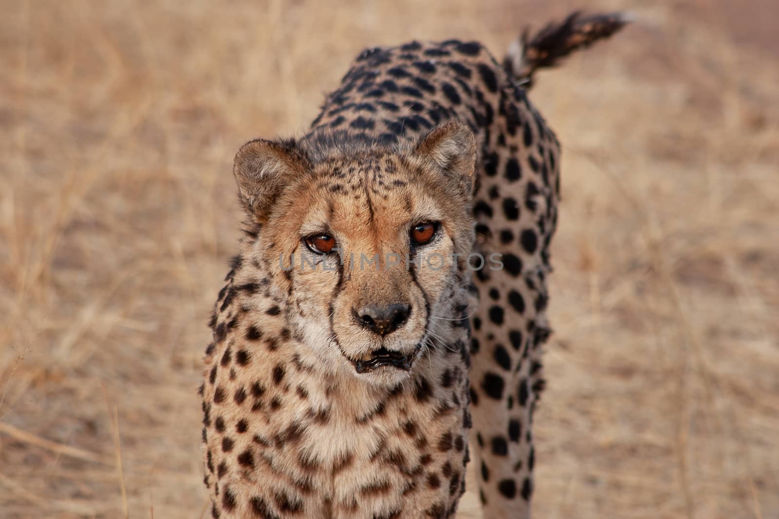 Portrait of a cheetah in Namibia by magicbones