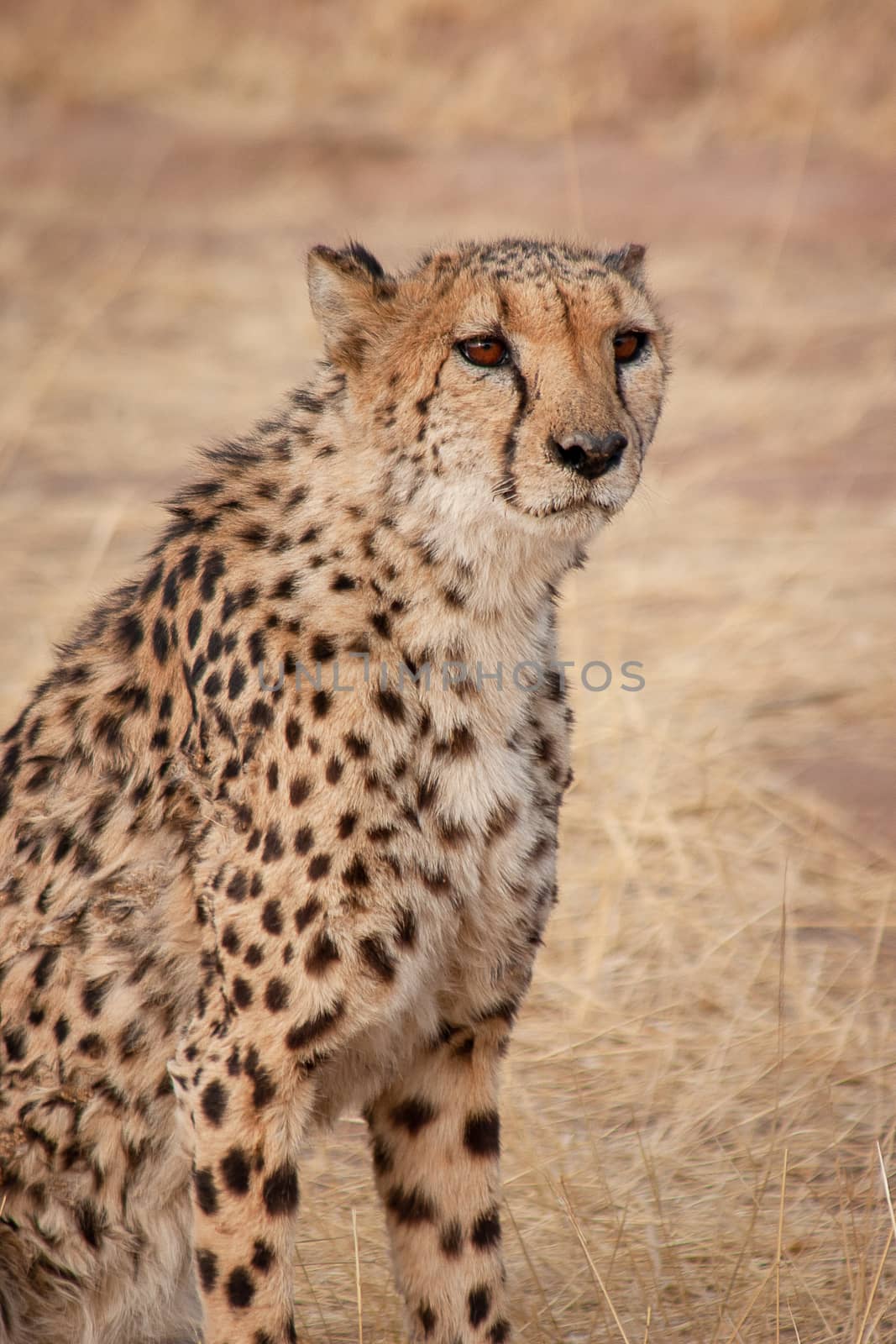 Cheetah in Namibia by magicbones