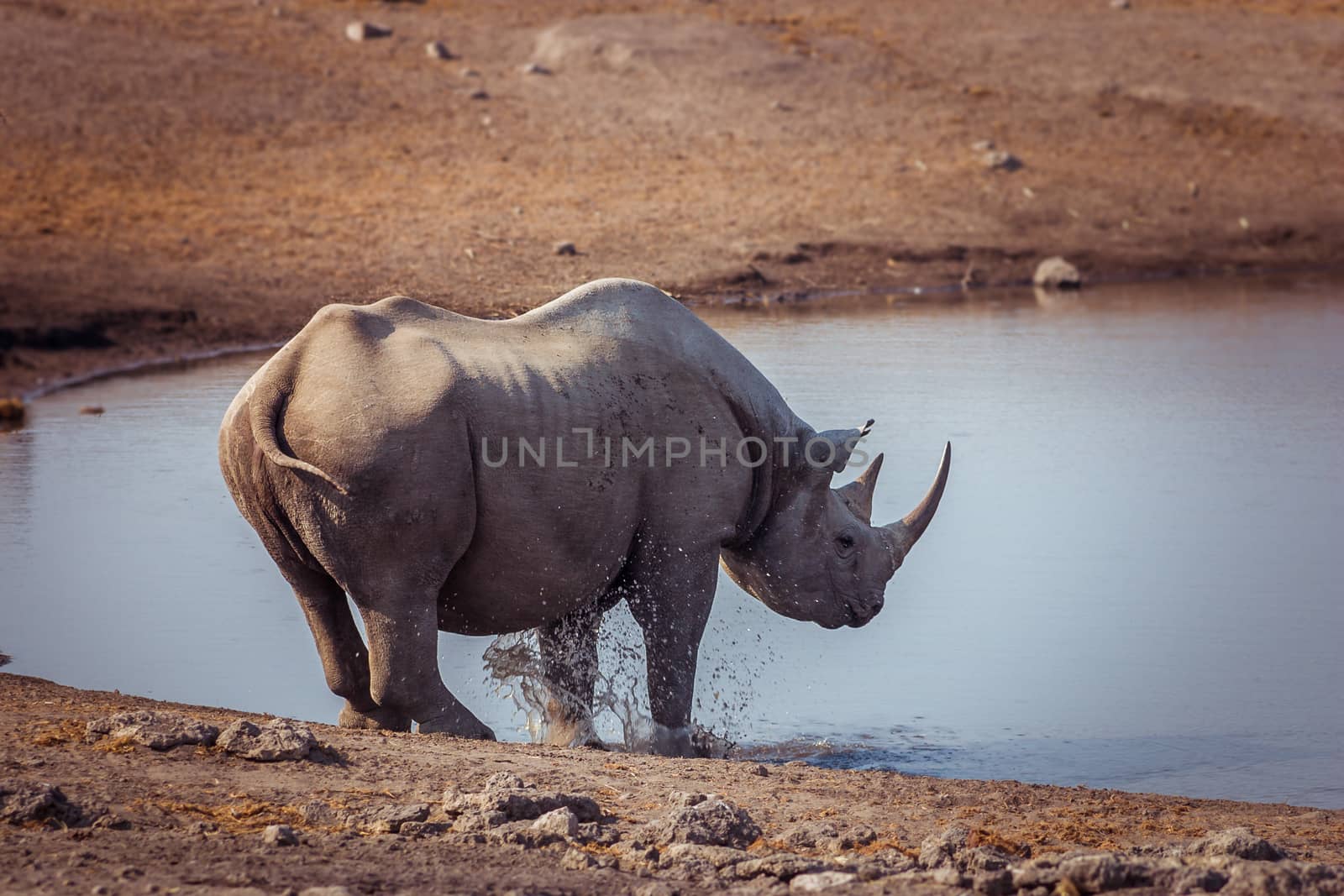 A solitary black rhino at the edge of a watering hole in Etosha National Park in Namibia