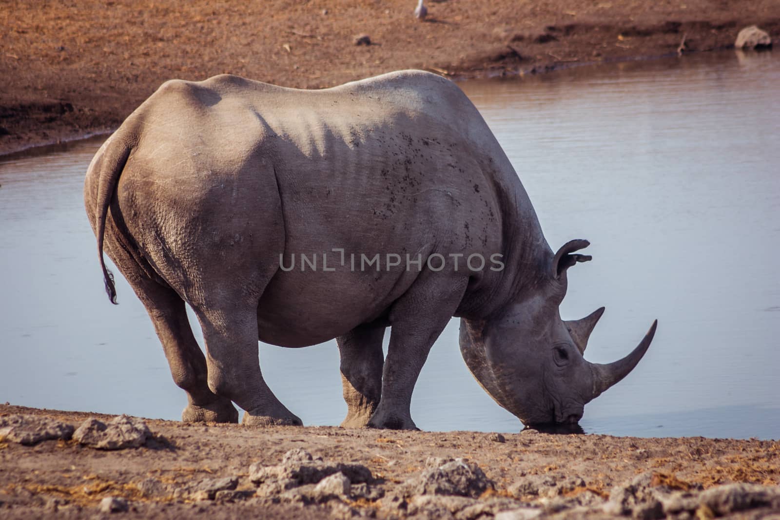 Black Rhino in Namibia by magicbones