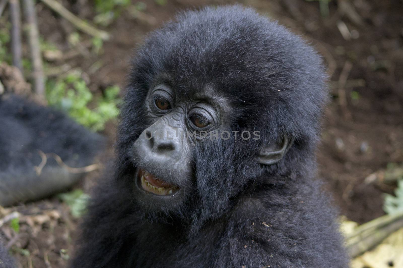 Baby Gorilla in the wild, Volcanoes National Park, Rwanda