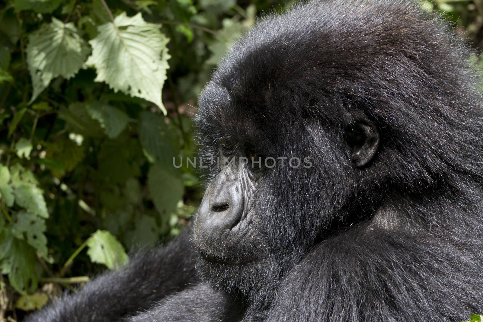 Young Gorilla in the wild, Volcanoes National Park, Rwanda