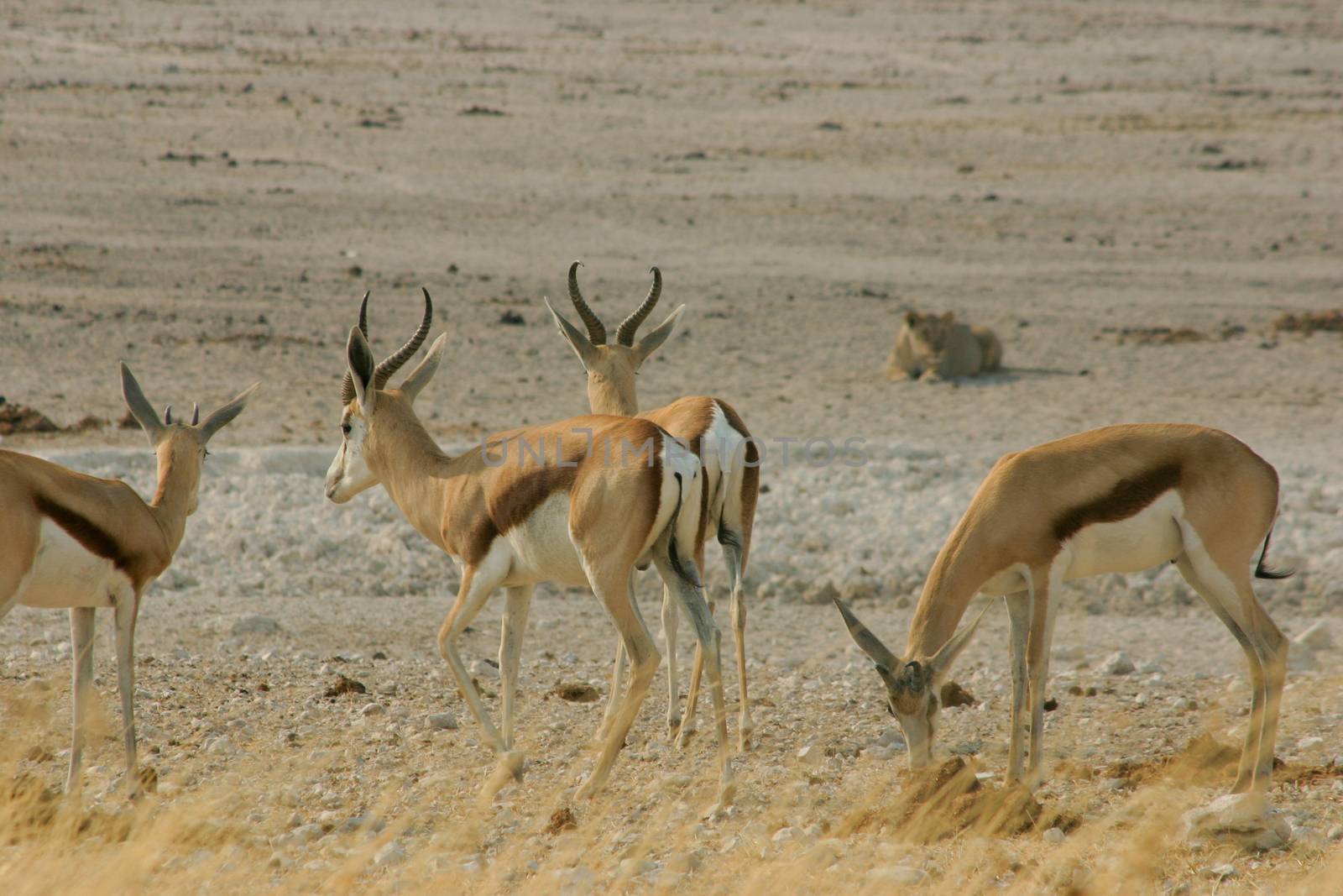 A group of Springboks being watched by a female lion in Etosha National Park, Namibia