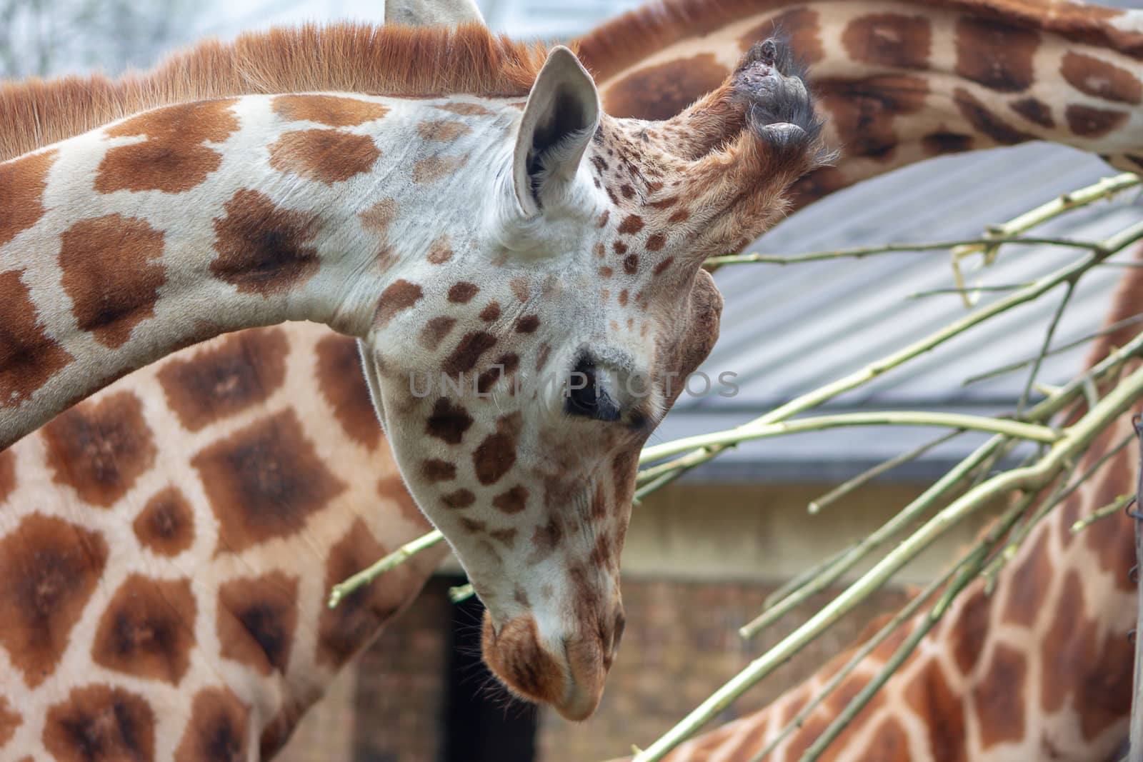 Portrait of a giraffe at a zoo