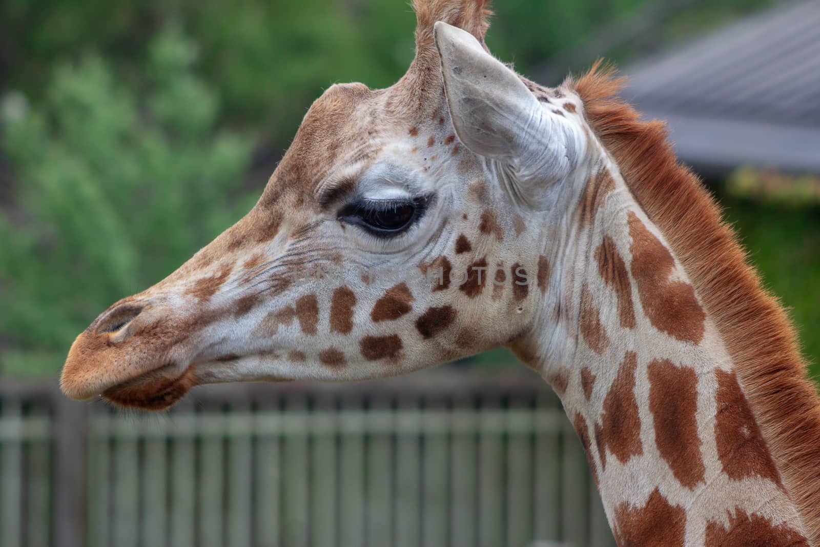 Portrait of a giraffe at a zoo