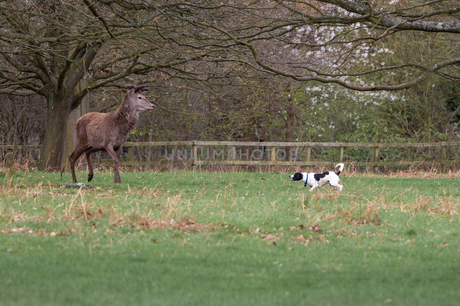 Dog barking at deer in a UK park by magicbones