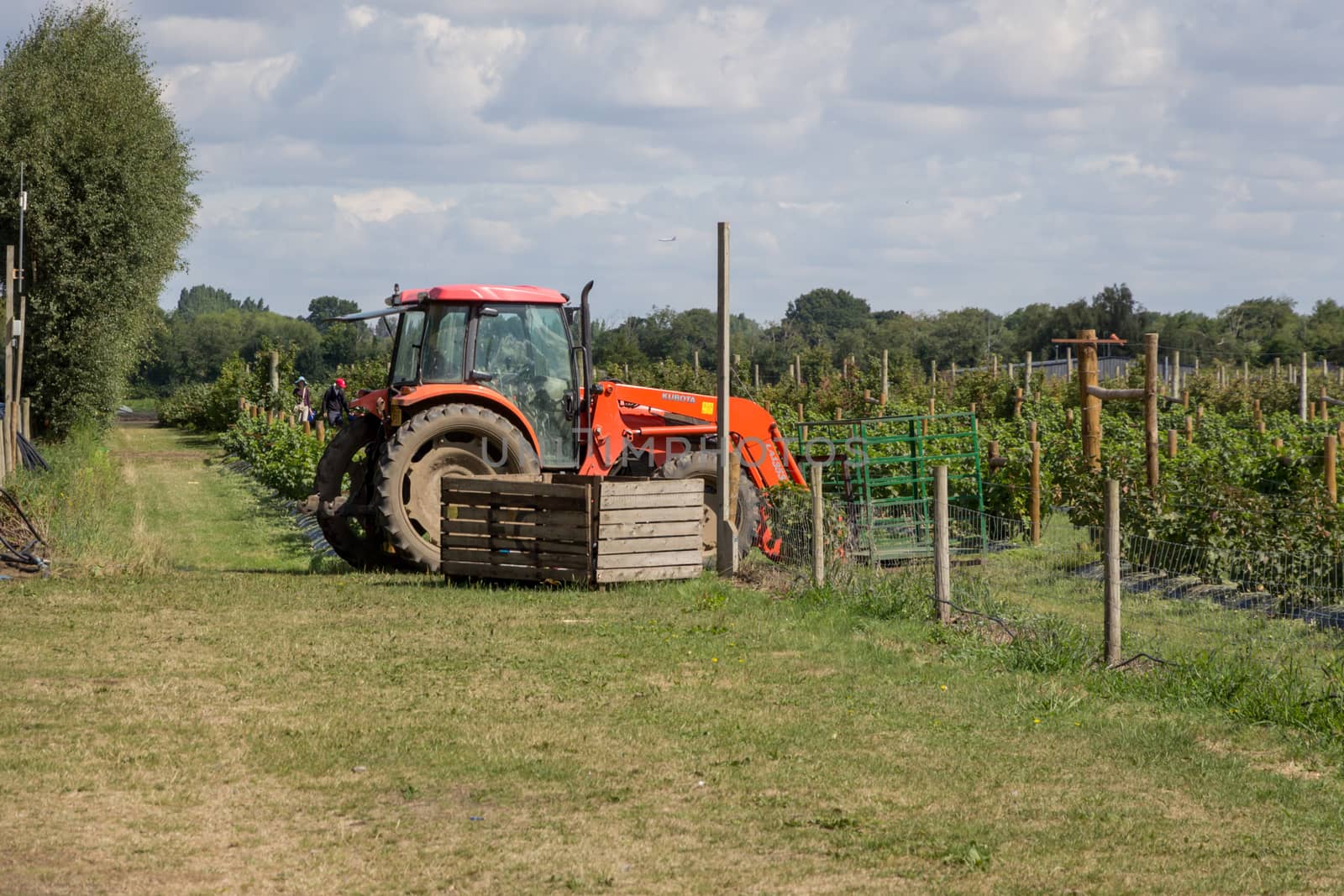 A stationary tractor in a field by magicbones