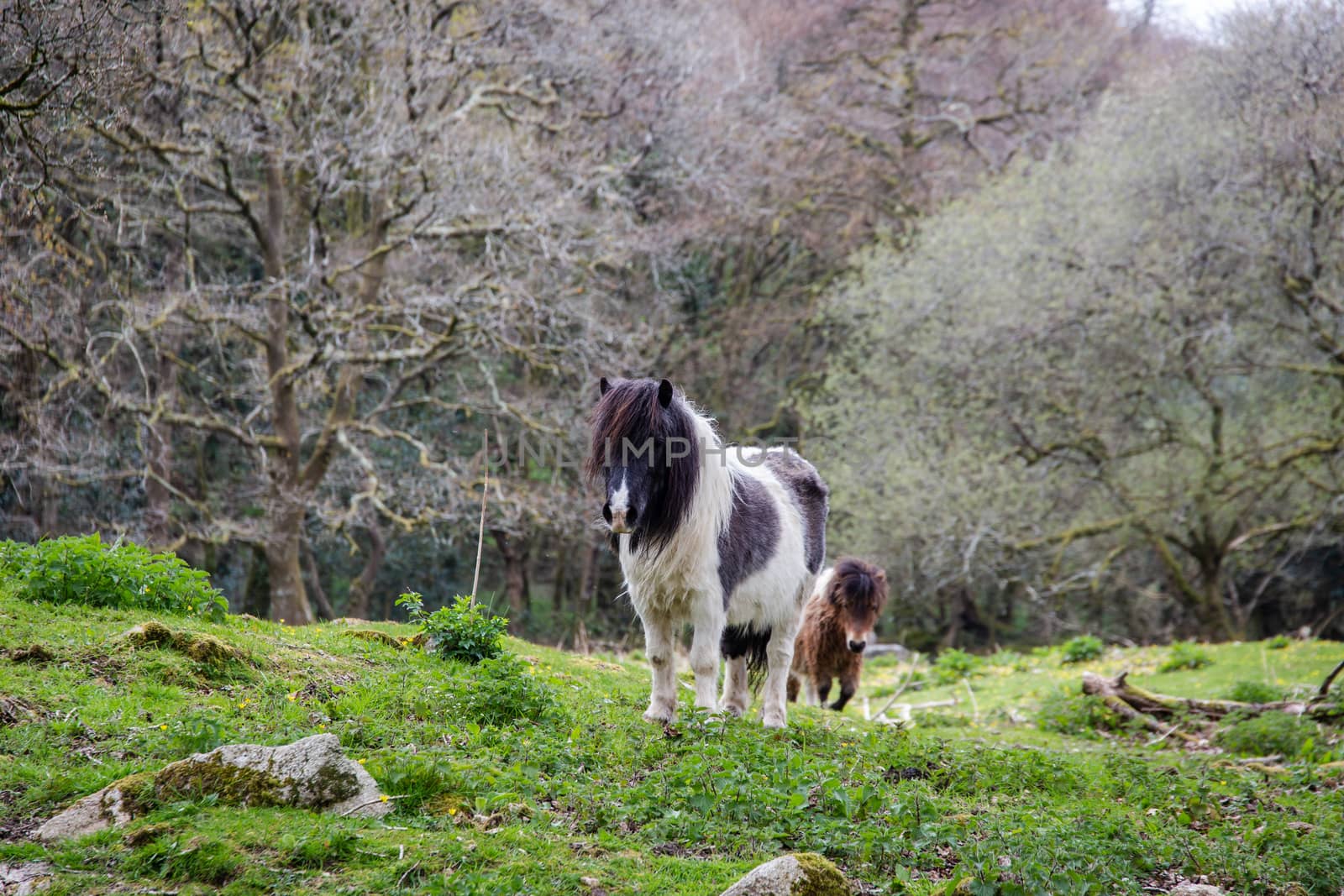 Two Shetland ponies in a field by magicbones