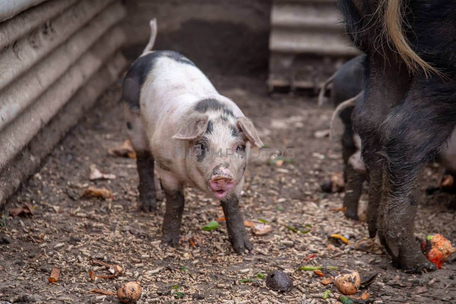 Saddleback piglet in a pigsty on a farm