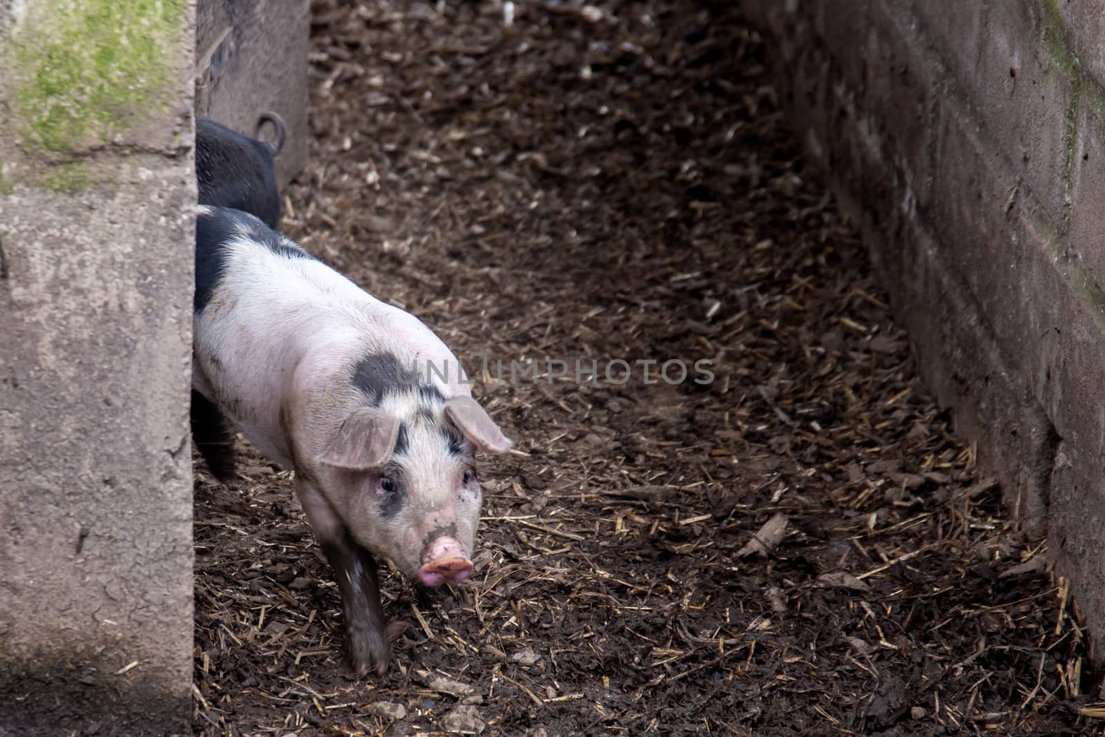 Saddleback piglet in a pigsty on a farm