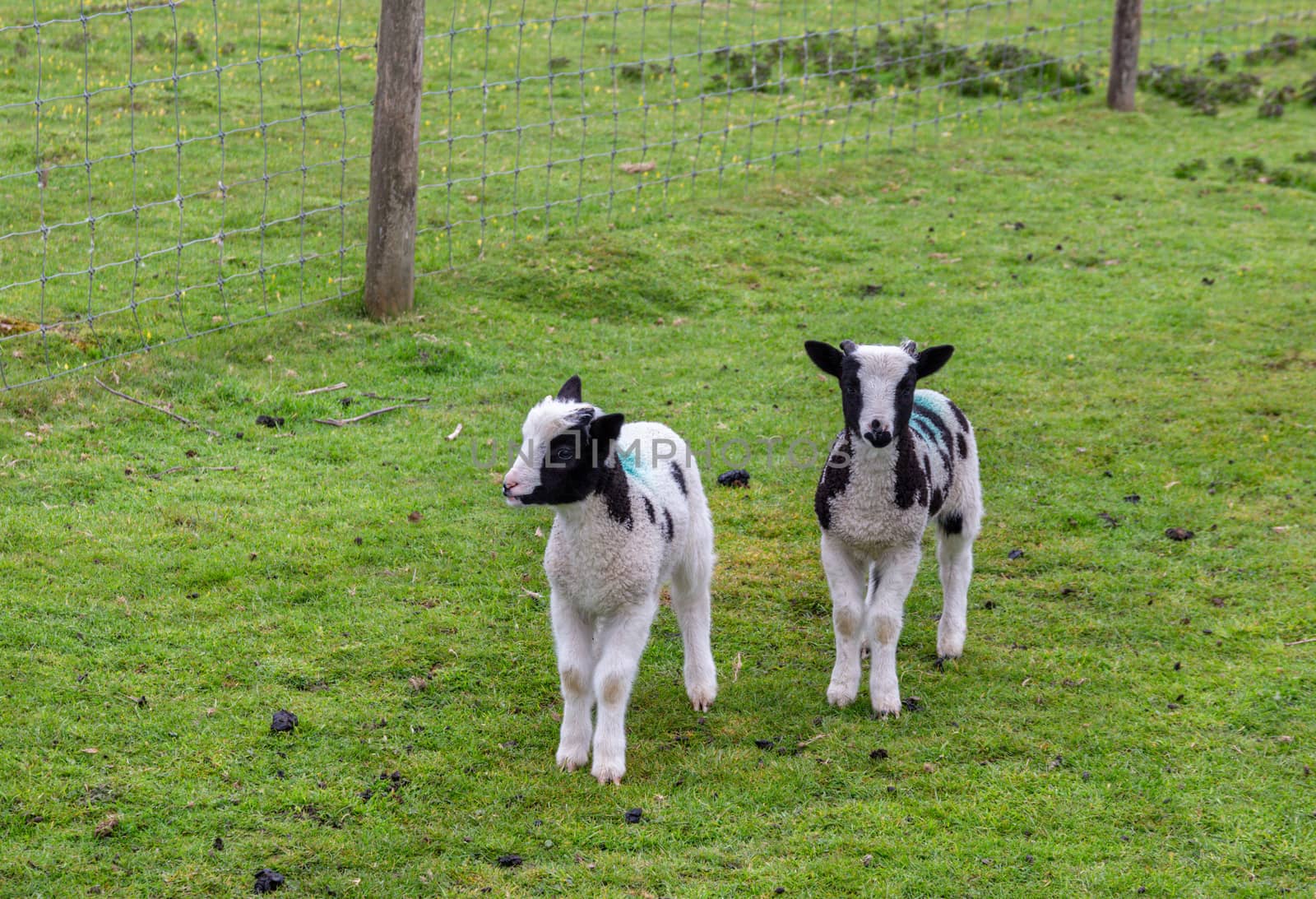 Two cute lambs in a green field on a farm