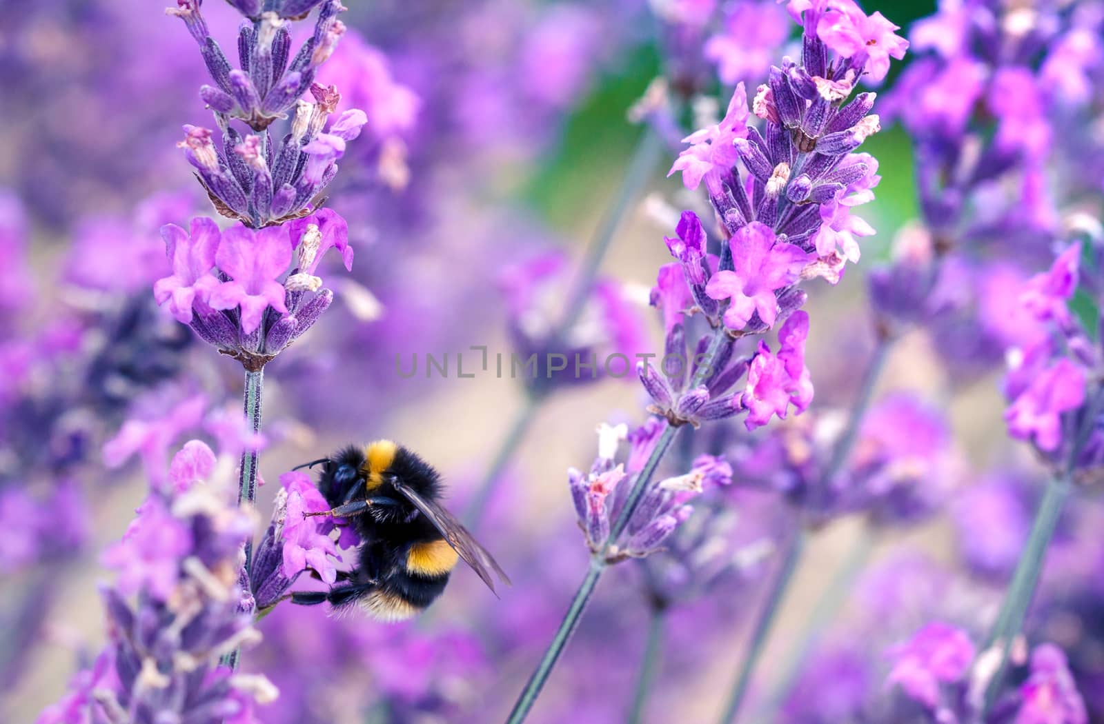 Bee pollinating herbal lavender flowers in a field by magicbones