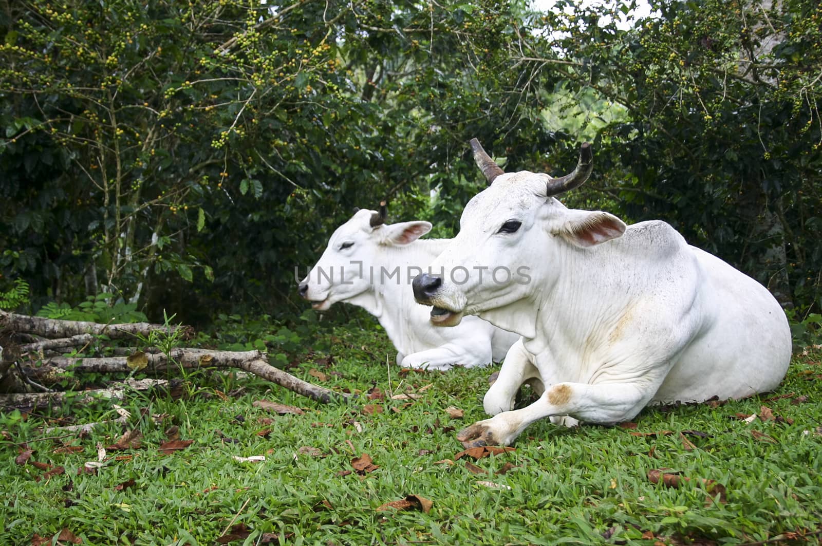 White cuban cows resting in a green field by magicbones