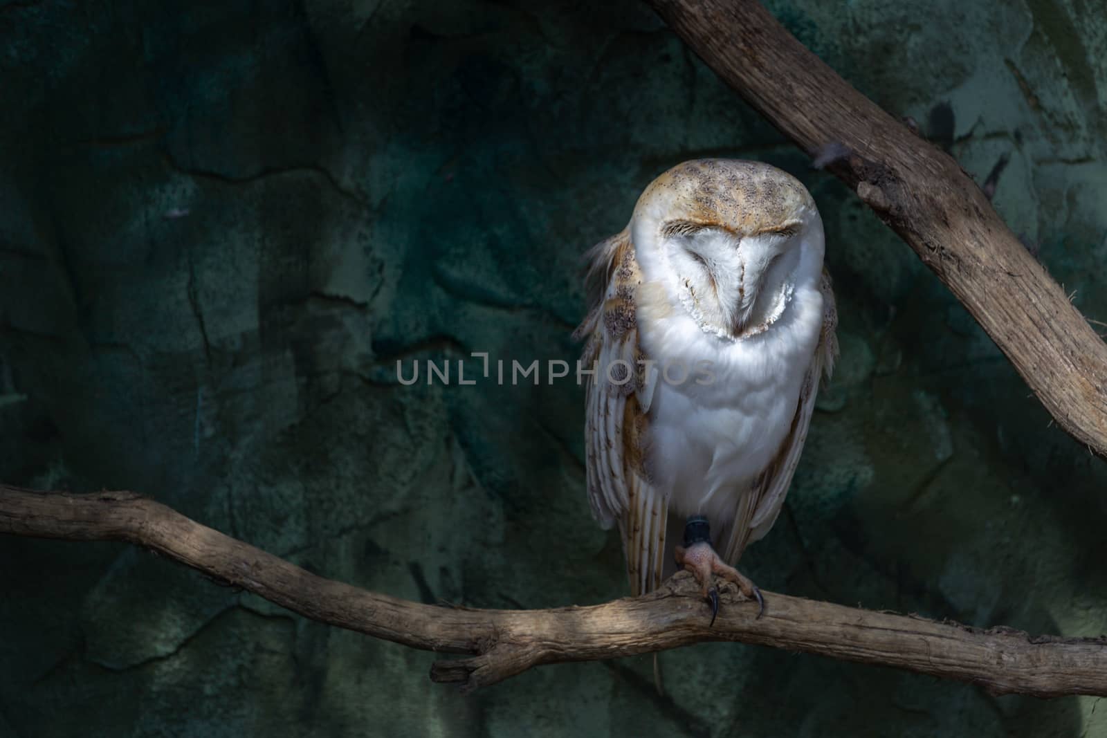 Barn owl (Tyto alba) sitting on a perch