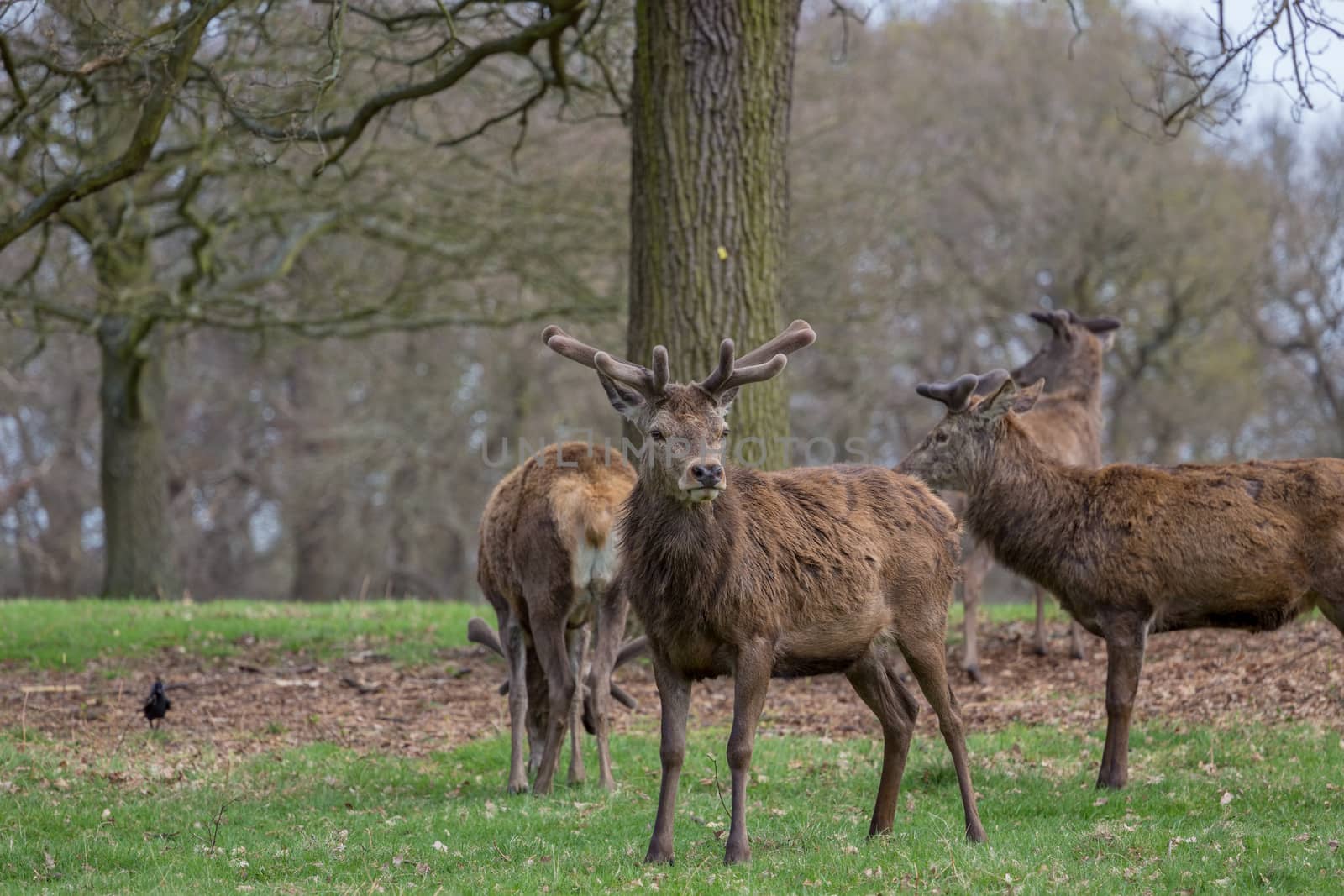 Red Deer in a UK Park by magicbones