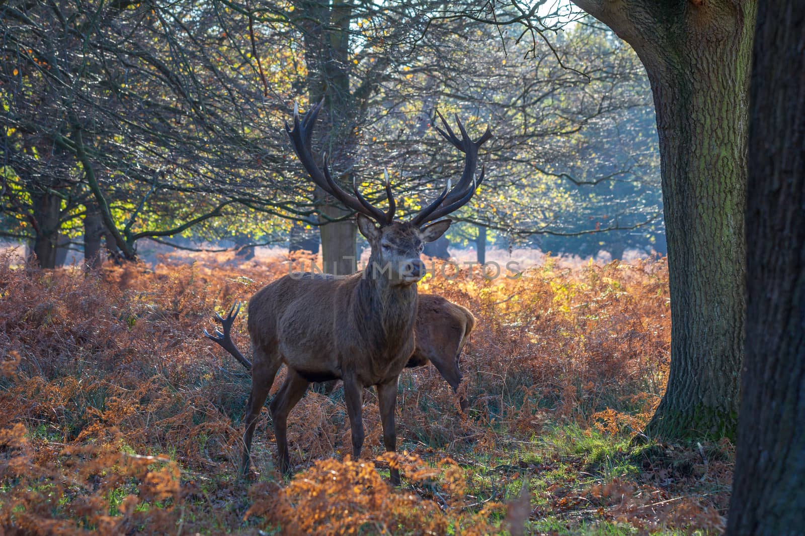 Male Red Deer in a UK park by magicbones