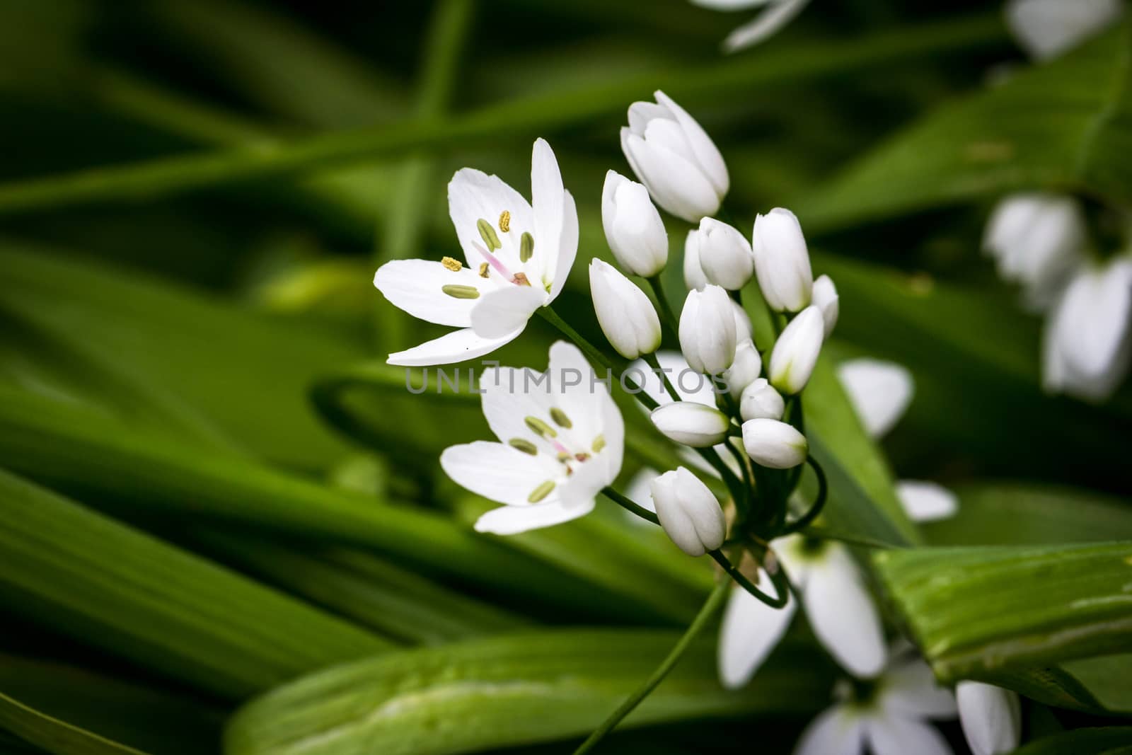 Small white delicate Allium flowers