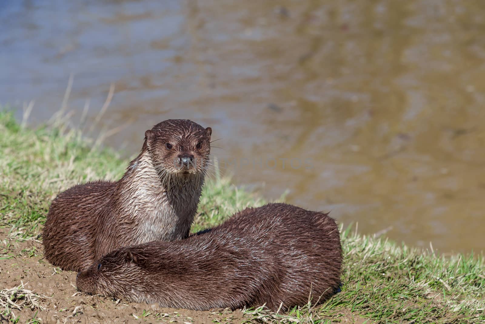 European Otter (Lutra Lutra)