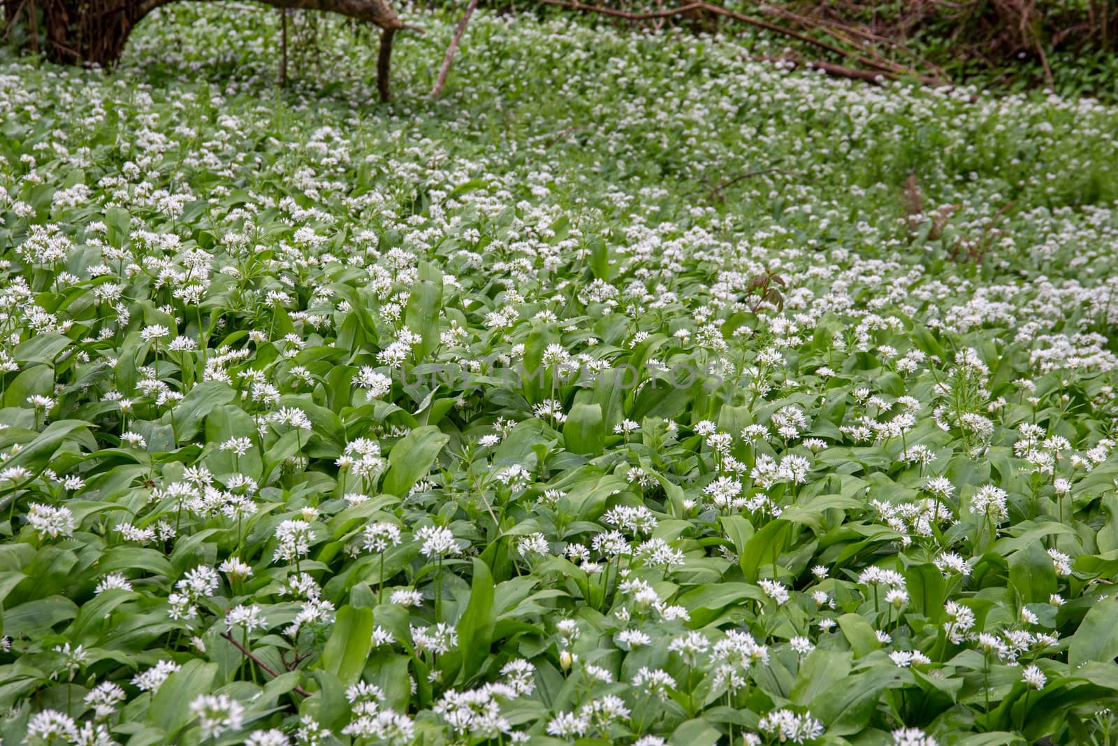 Wild Garlic flowers (Allium ursinum) by magicbones