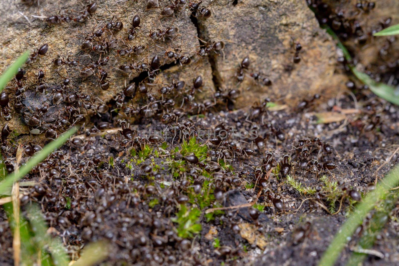 Swarm of busy black ants (Lasius niger) in a UK garden