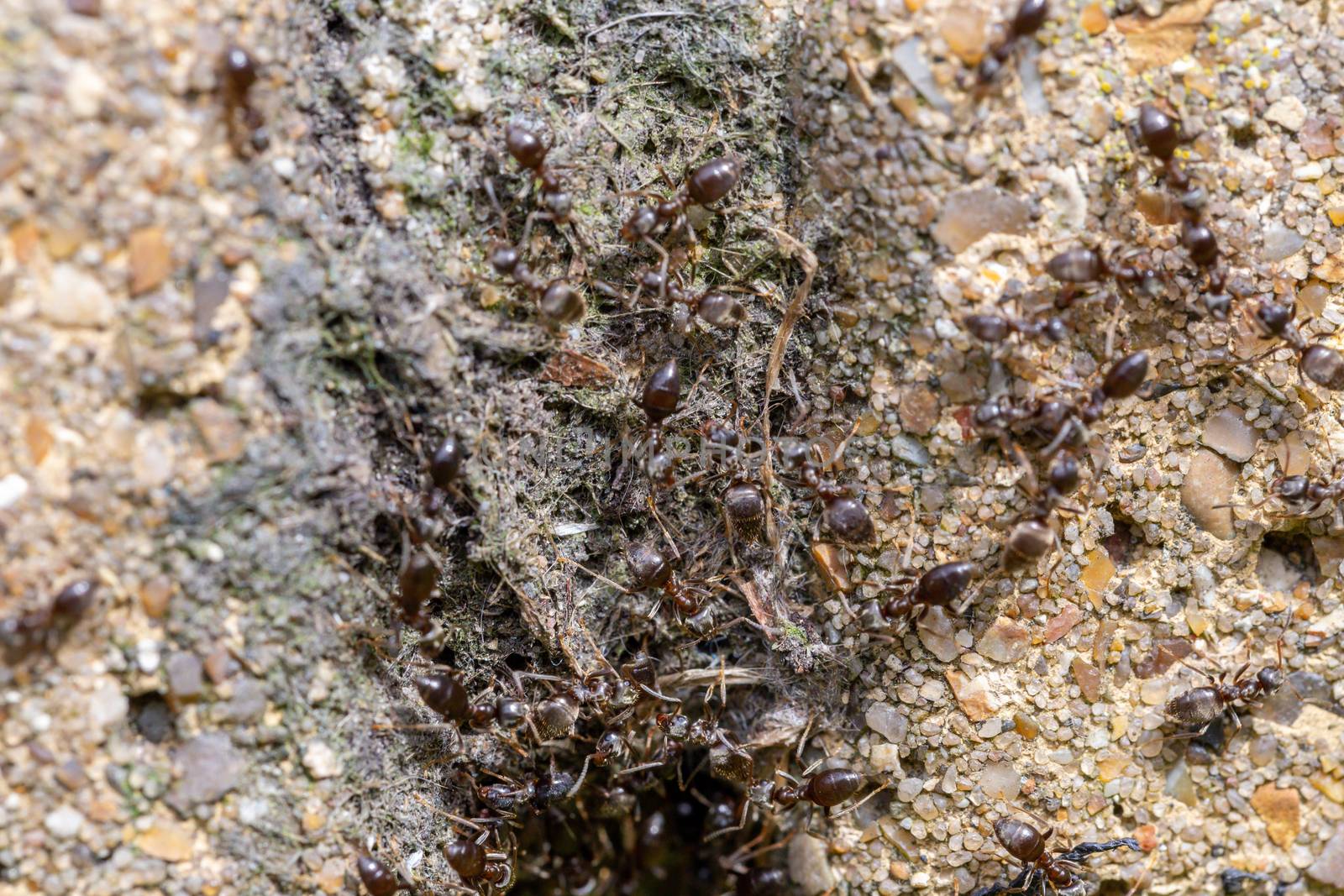 Swarm of busy black ants (Lasius niger) in a UK garden