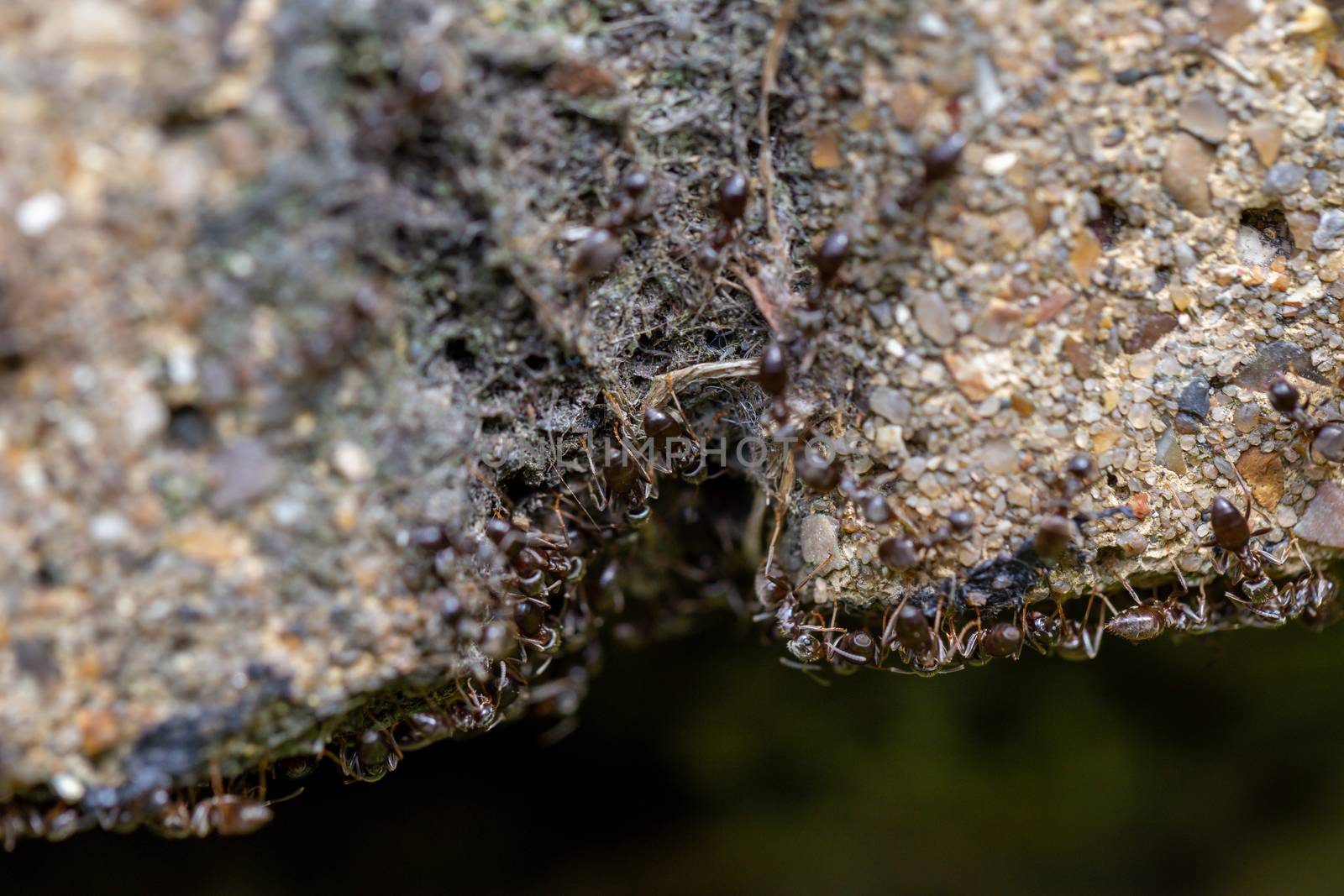 Swarm of busy black ants (Lasius niger) in a UK garden