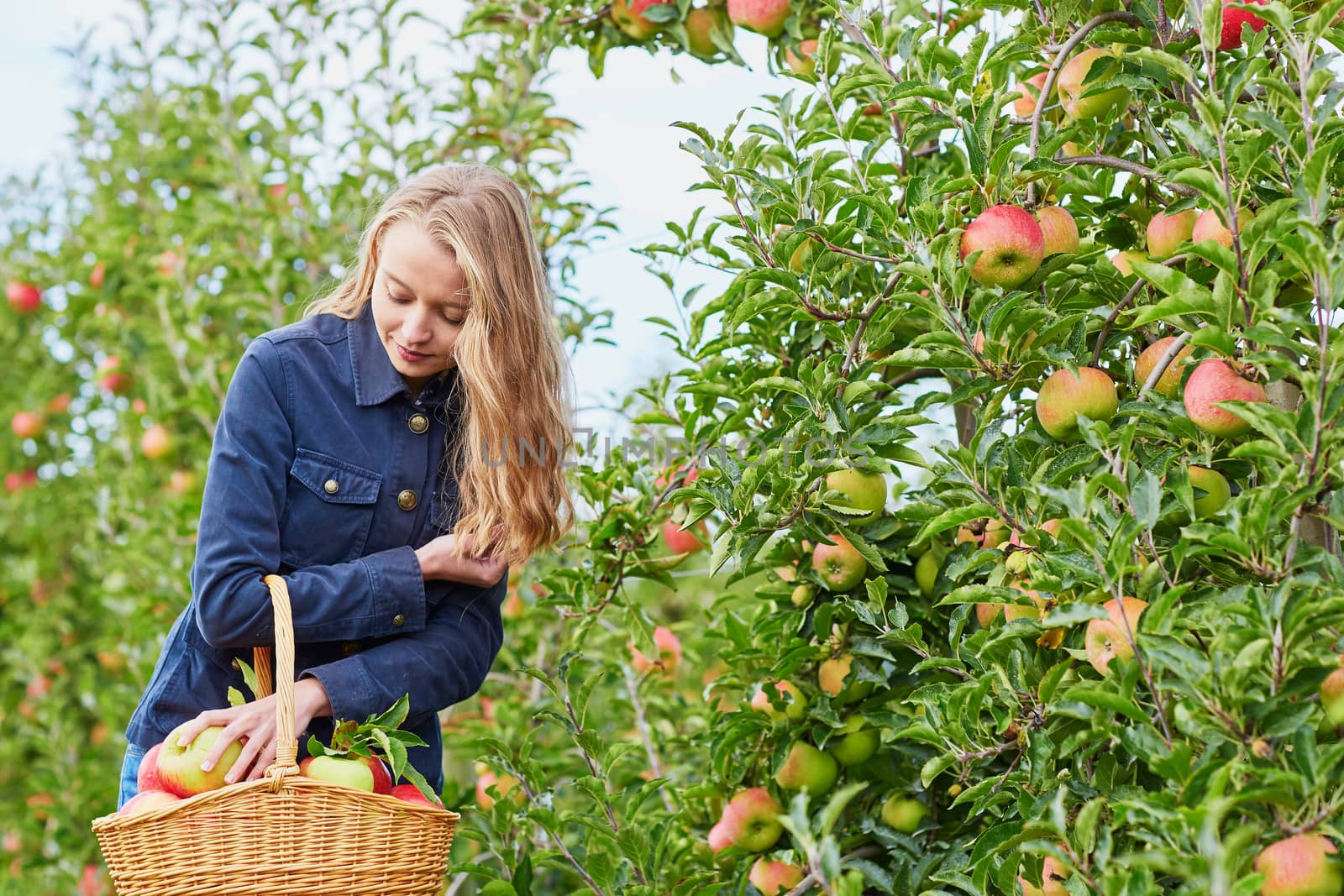 Beautiful young woman picking ripe organic apples in basket in orchard or on farm on a fall day