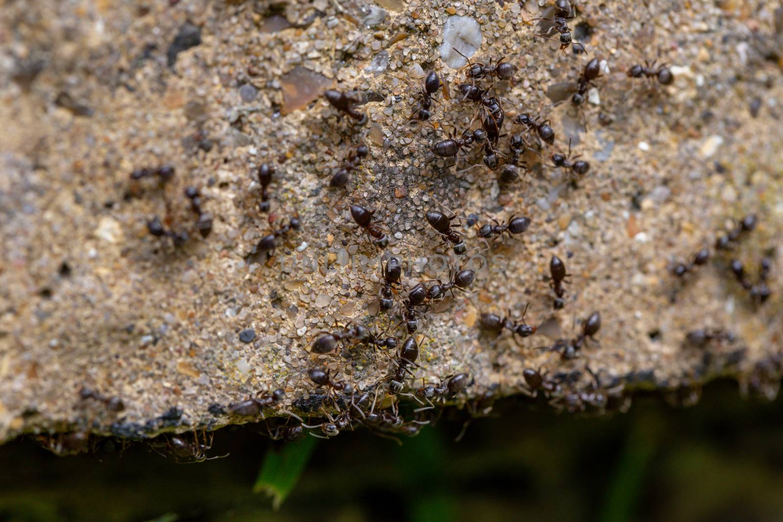 Swarm of busy black ants (Lasius niger) in a UK garden