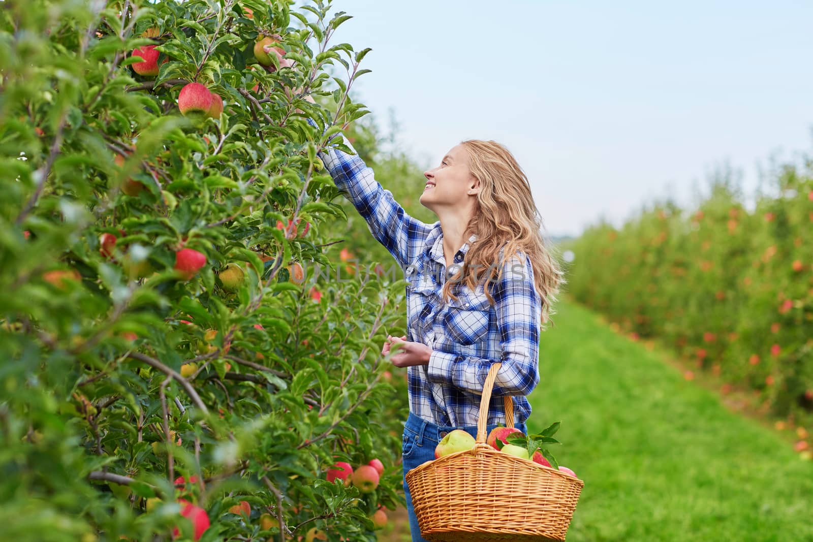 Beautiful young woman picking ripe organic apples in basket in orchard or on farm on a fall day