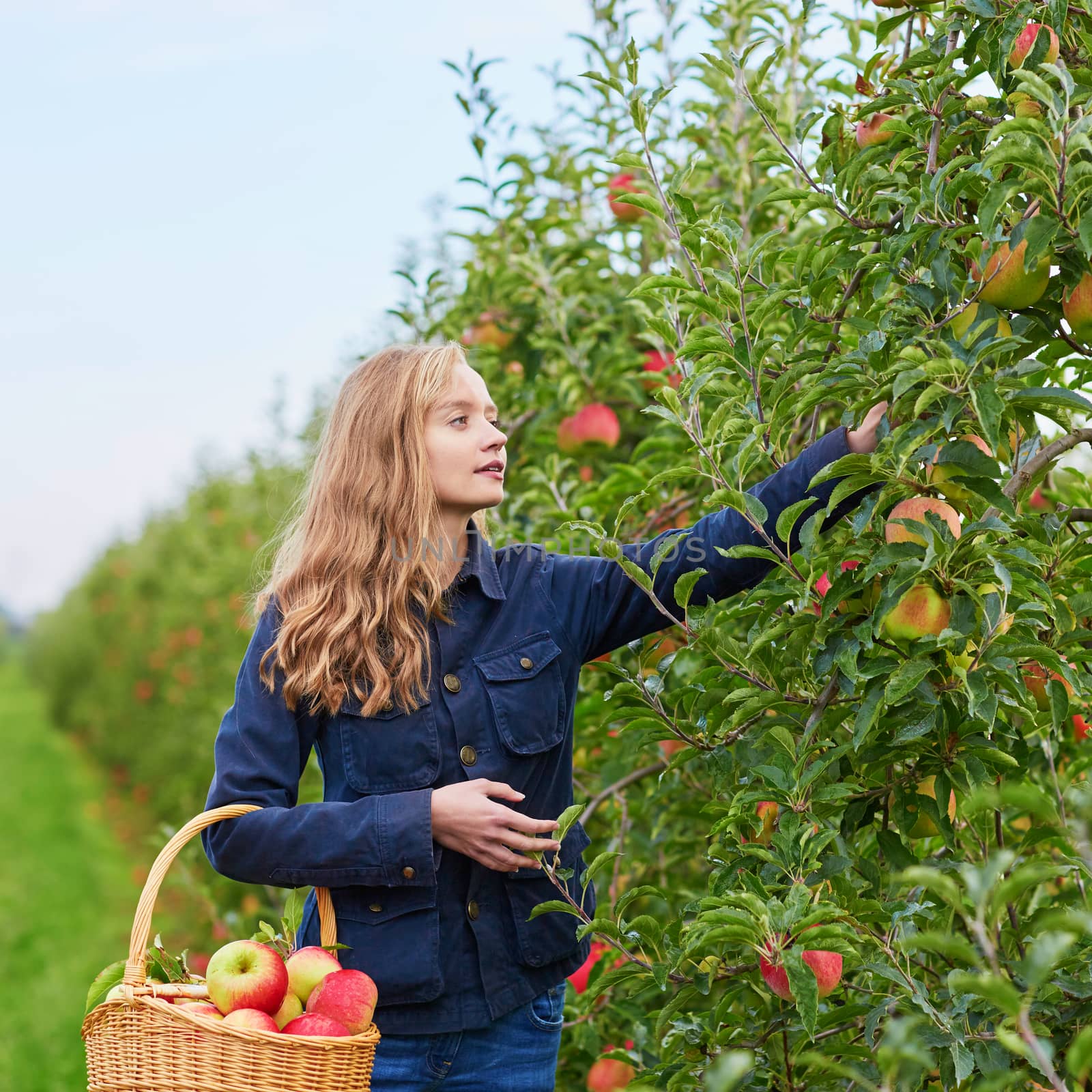 Beautiful young woman picking ripe organic apples in wooden crate in orchard or on farm on a fall day