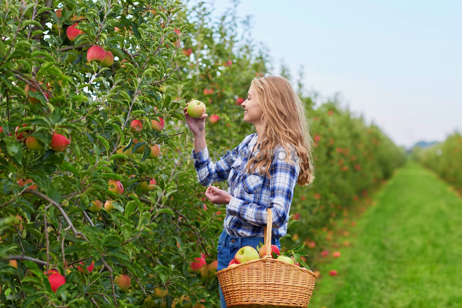 Beautiful young woman picking ripe organic apples in basket in orchard or on farm on a fall day