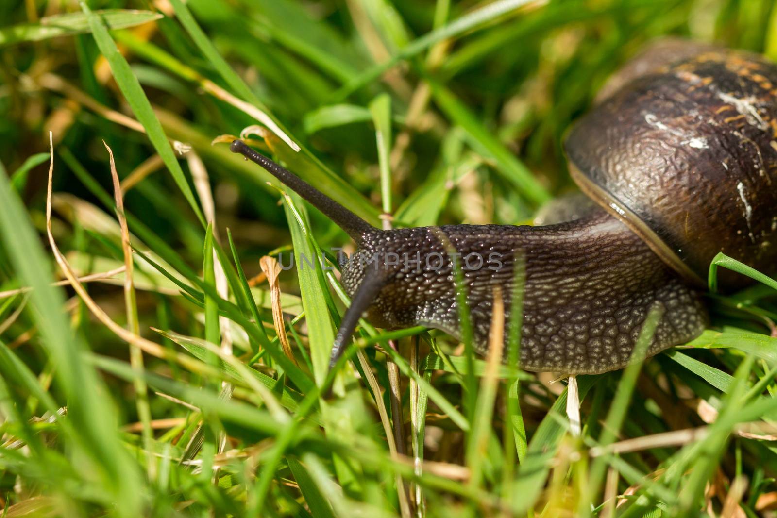 A common garden snail travelling through blades of grass