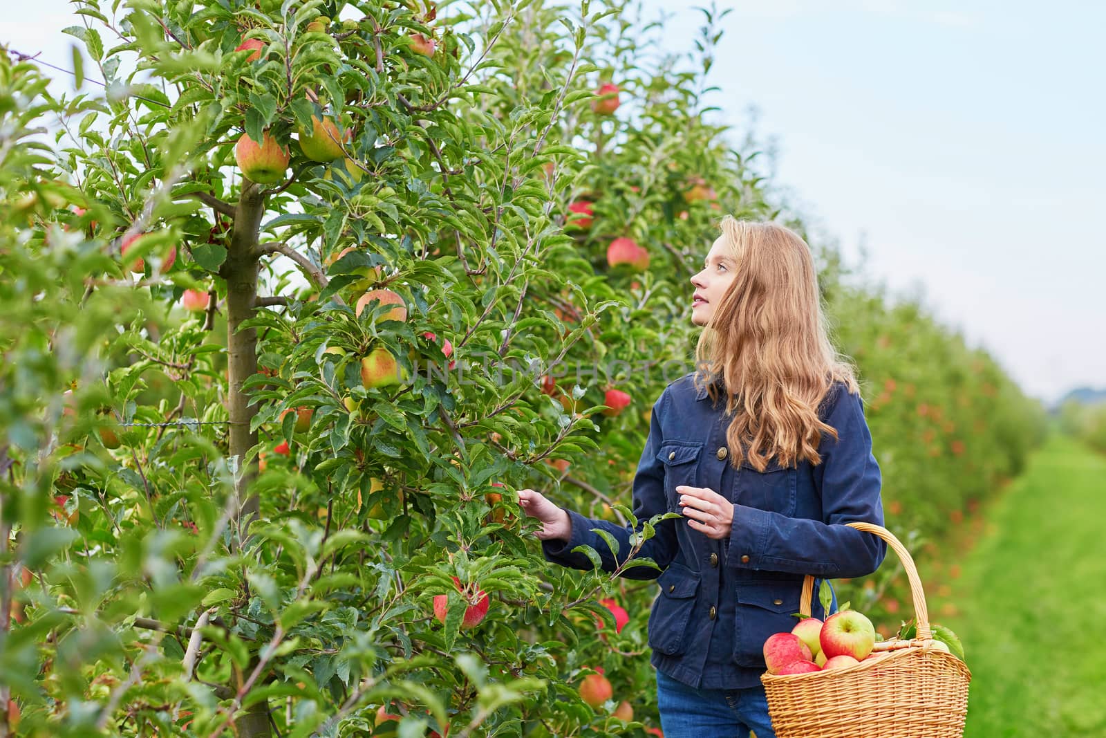 Beautiful young woman picking ripe organic apples in basket in orchard or on farm on a fall day