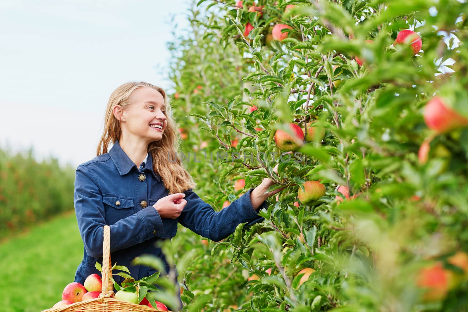 Beautiful young woman picking ripe organic apples in basket in orchard or on farm on a fall day