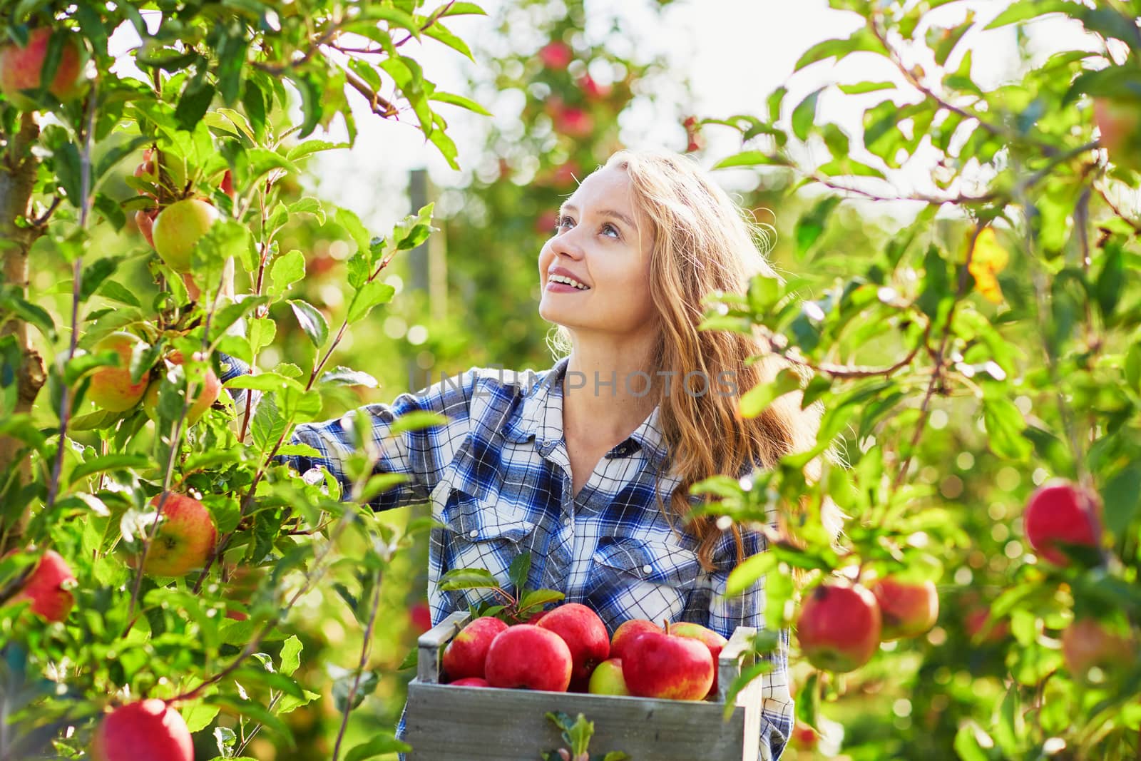 Beautiful young woman picking ripe organic apples in wooden crate in orchard or on farm on a fall day