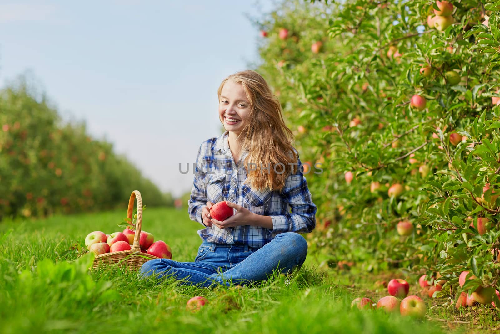 Beautiful young woman sitting on the ground and picking ripe organic apples in basket in orchard or on farm on a fall day