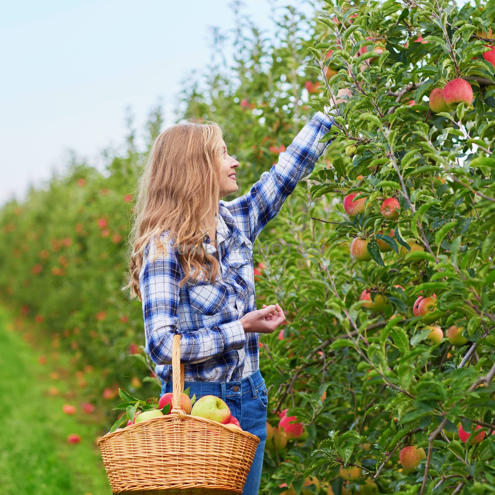 Beautiful young woman picking ripe organic apples in wooden crate in orchard or on farm on a fall day
