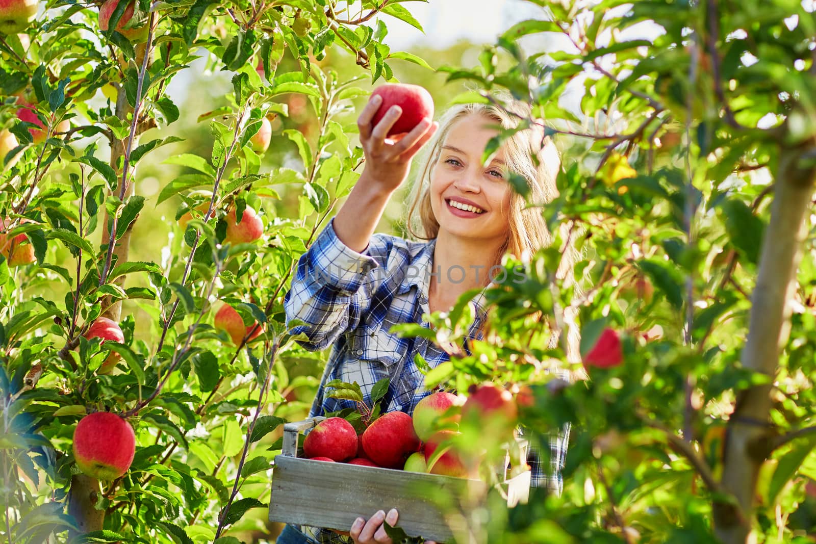 Beautiful young woman picking ripe organic apples in wooden crate in orchard or on farm on a fall day