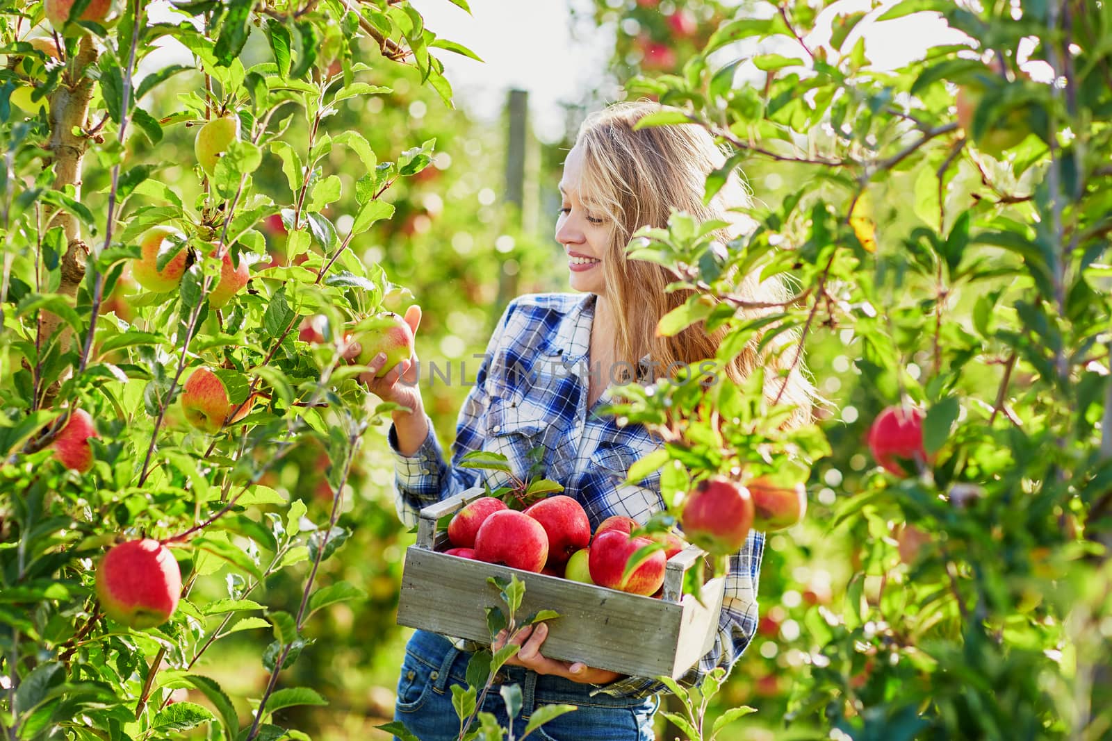 Beautiful young woman picking ripe organic apples in wooden crate in orchard or on farm on a fall day