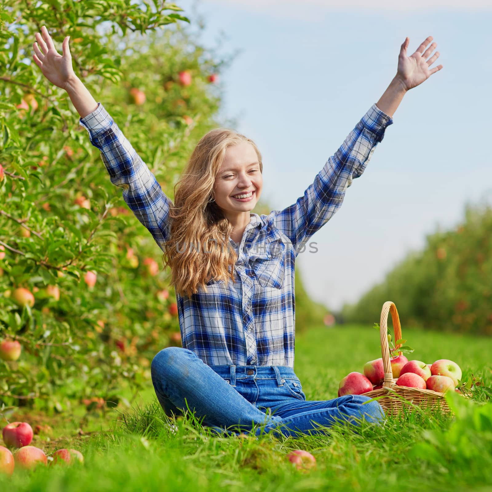 Beautiful young woman picking ripe organic apples in wooden crate in orchard or on farm on a fall day