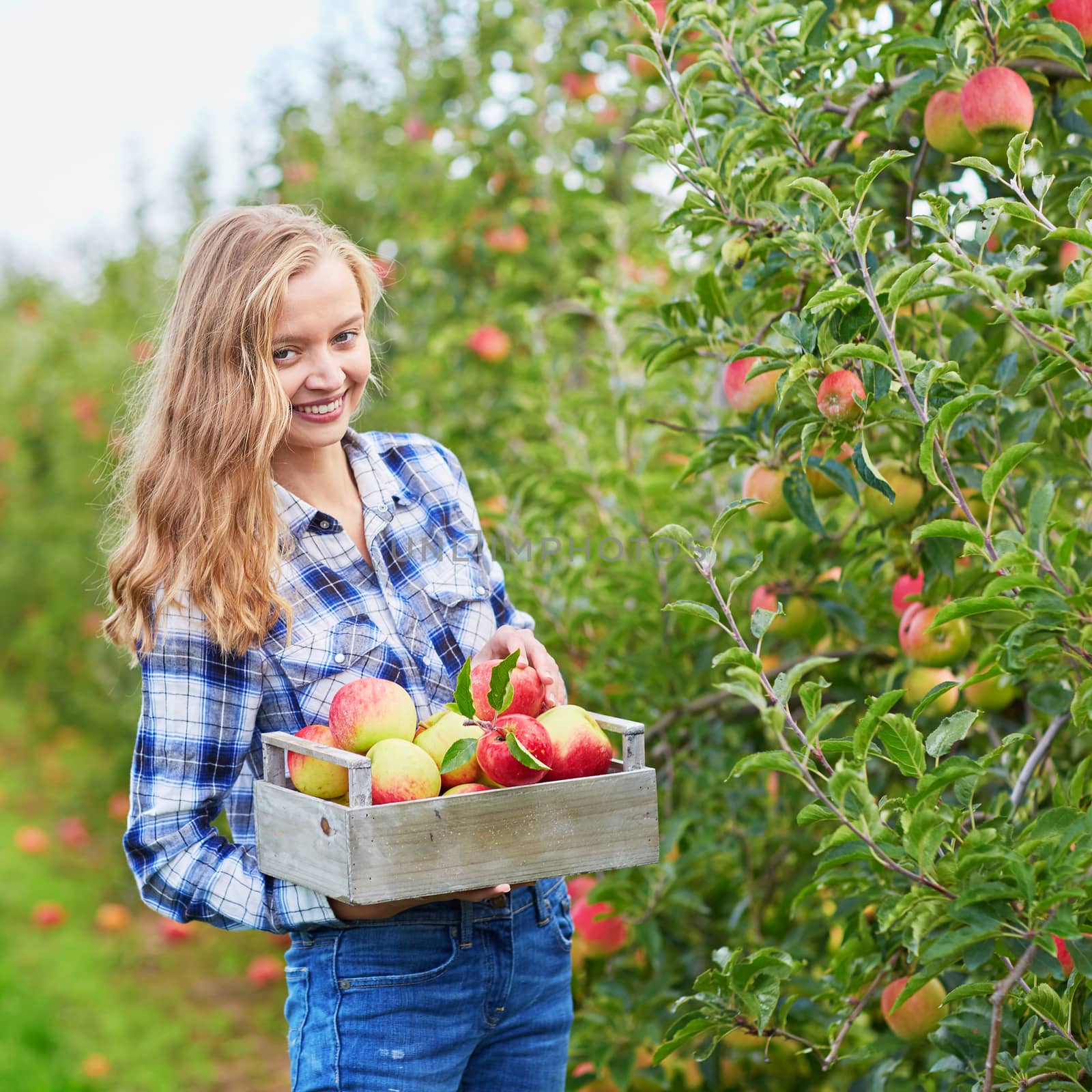 Beautiful young woman picking ripe organic apples in wooden crate in orchard or on farm on a fall day