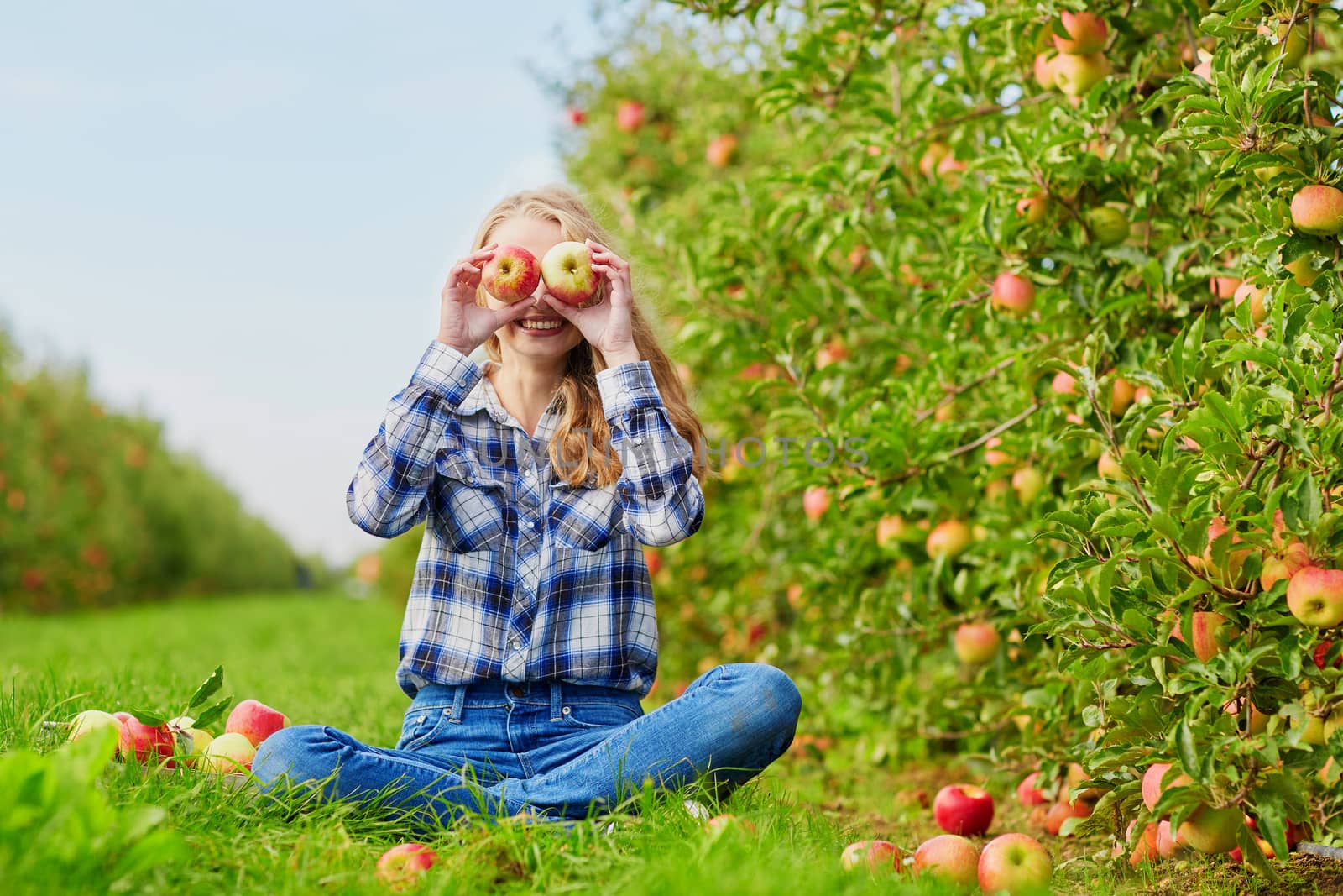 Beautiful young woman picking ripe organic apples in orchard or on farm on a fall day