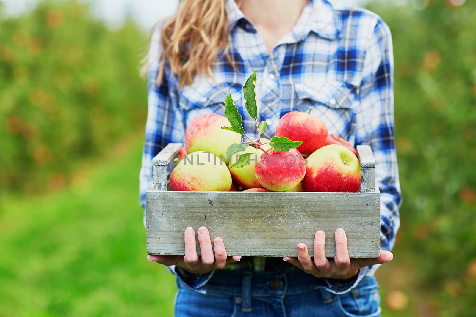 Woman hands holding a crate with fresh ripe organic apples on farm