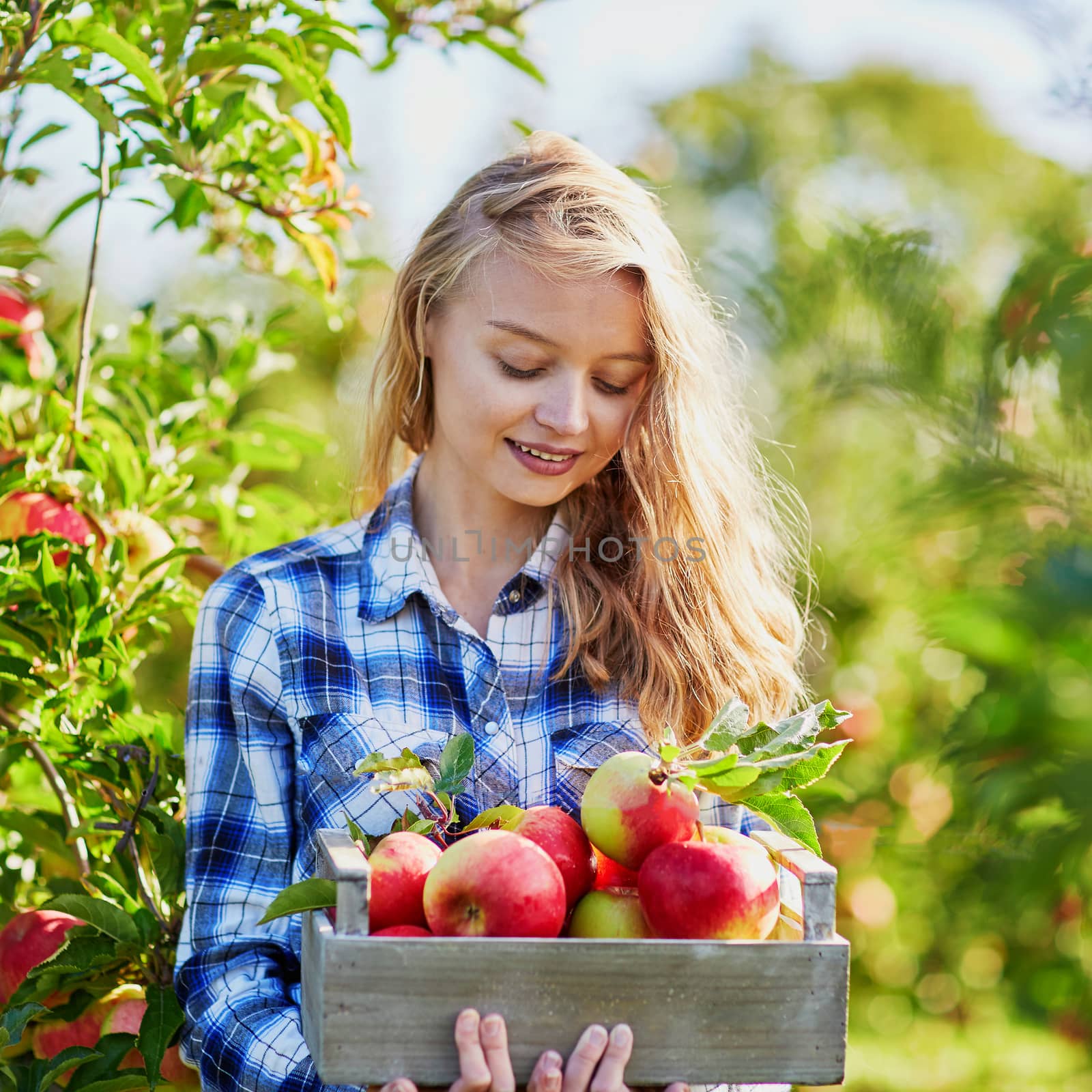Beautiful young woman picking ripe organic apples in wooden crate in orchard or on farm on a fall day