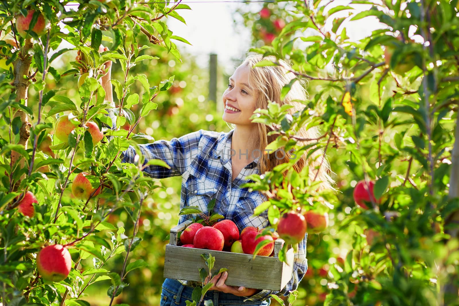 Beautiful young woman picking ripe organic apples in wooden crate in orchard or on farm on a fall day