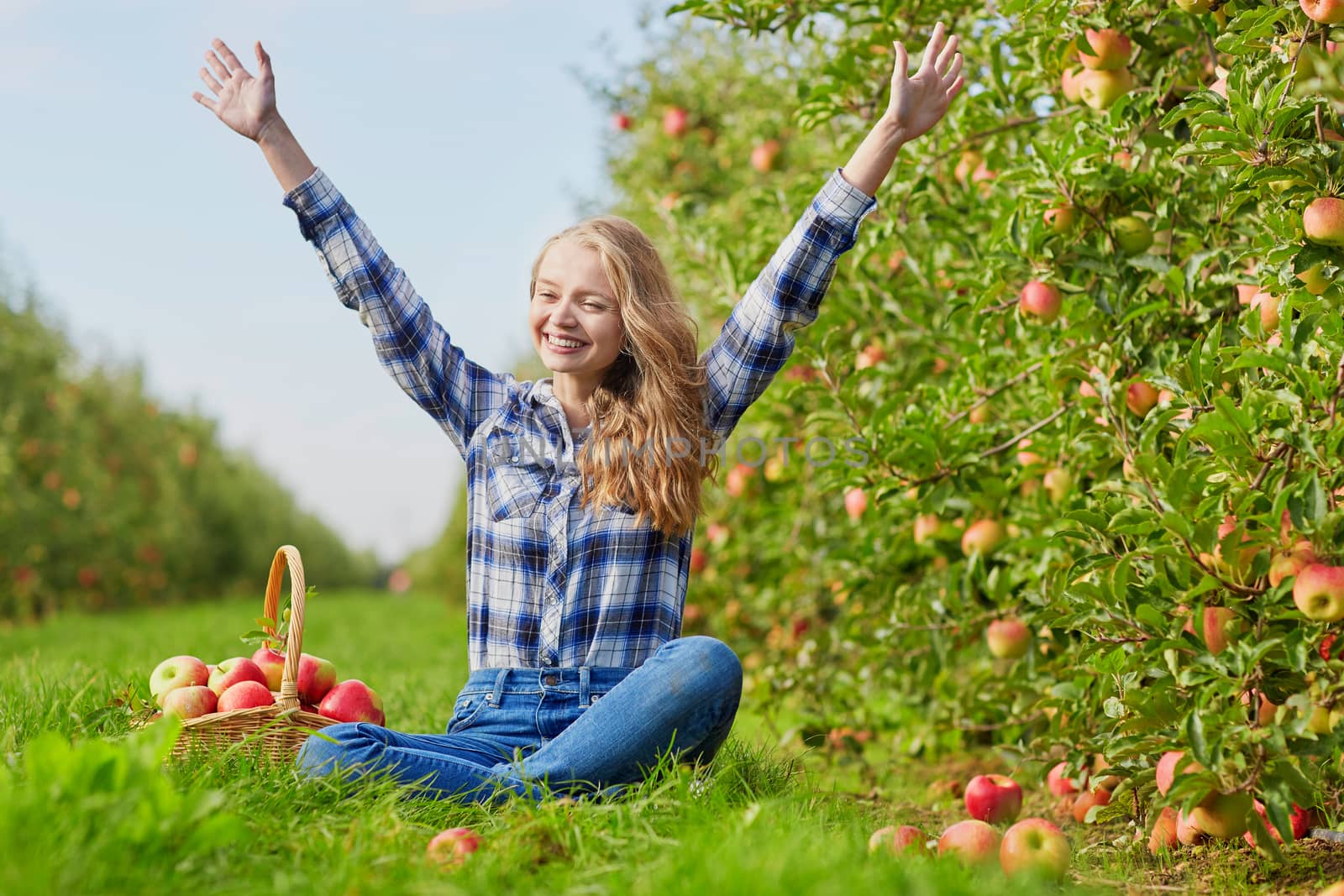 Beautiful young woman picking ripe organic apples in orchard or on farm on a fall day