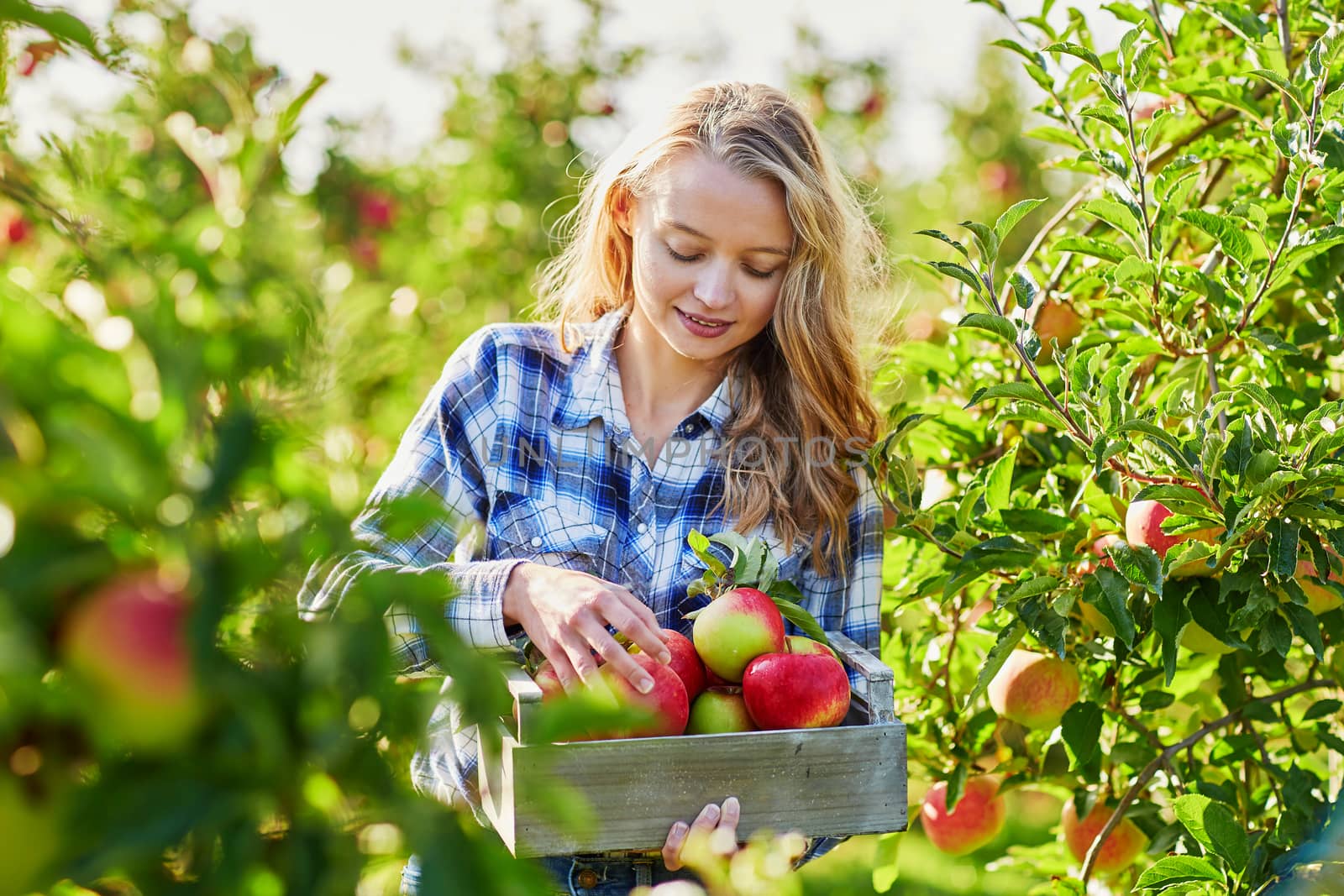Beautiful young woman picking ripe organic apples in wooden crate in orchard or on farm on a fall day